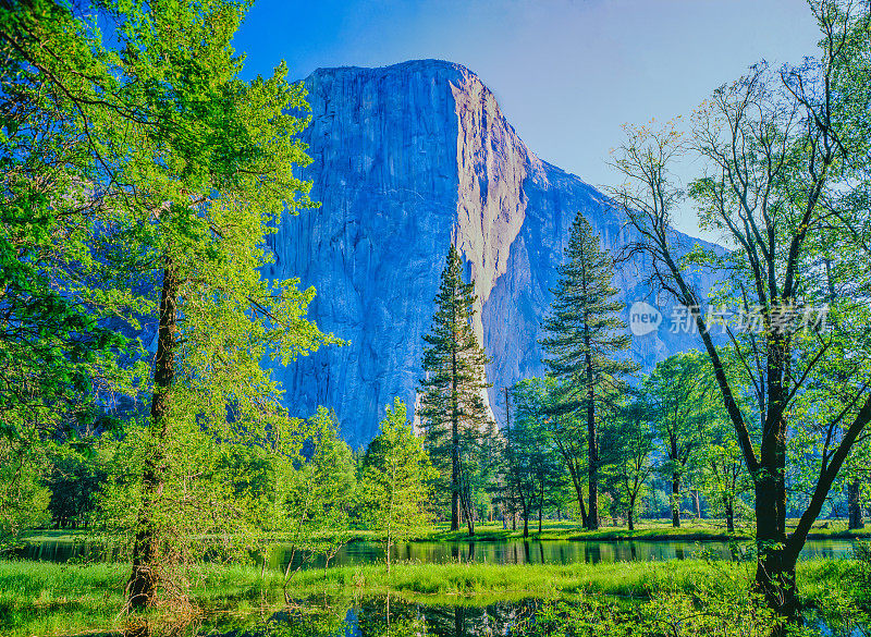 春天树叶框架El Capitan在约塞米蒂山谷，加利福尼亚州